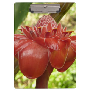 Pranchetas Fotografia Tropical do Flor Vermelho Torch Ginger