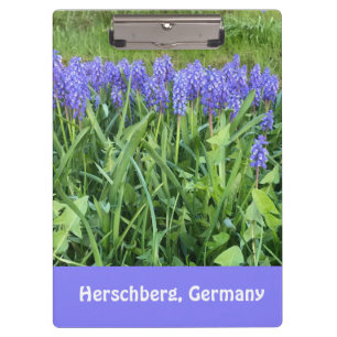 Pranchetas Fotografia Violet Bluebells - Herschberg, Alemanha