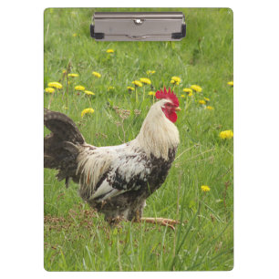 Pranchetas frango, galo, galo, animal, ave, fazenda, agricult