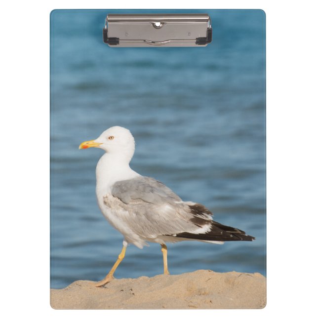 Pranchetas Gaivota caminhando na praia (Frente)