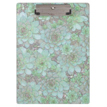 Galinhas E Pintinhos