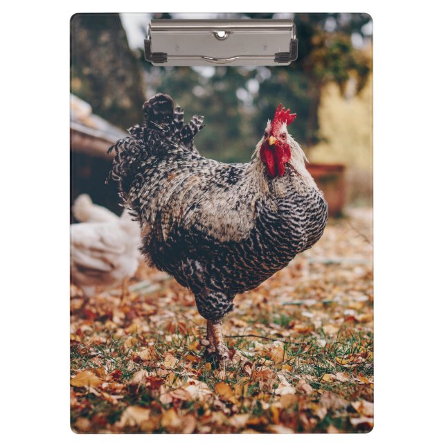 Pranchetas Galo preto e branco com duas galinhas na natureza (Frente)