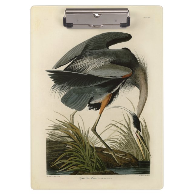 Pranchetas Garça-azul-grande de Audubon Marsh Bird (Frente)
