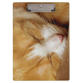 Pranchetas Gatinho Dormindo