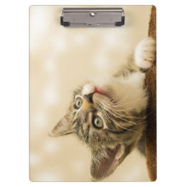 Pranchetas Gatinho Fofo com uma Pata Estimulada