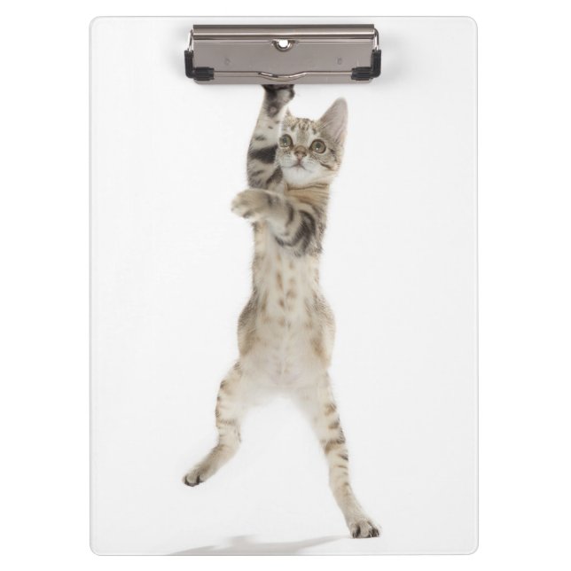 Pranchetas Gatinho que está nas patas traseiras (Frente)