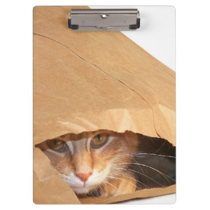 Pranchetas Gato de gato malhado alaranjado no saco de papel