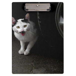 Pranchetas Gato de Rua com Bigode