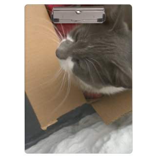 Pranchetas Gato na caixa