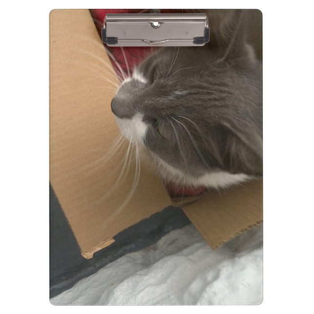 Pranchetas Gato na caixa (Frente)