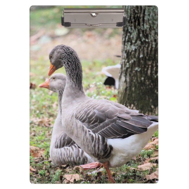 Pranchetas Geese (Frente)