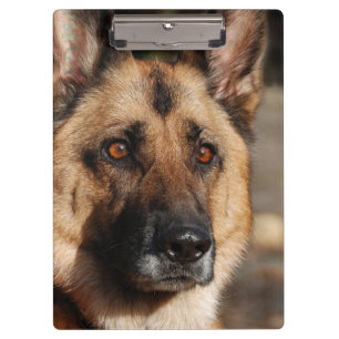 Pranchetas German shepherd alerta