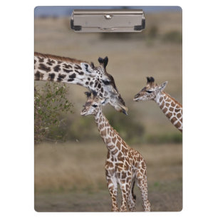 Pranchetas Girafa Masai (Giraffa tippelskirchi)