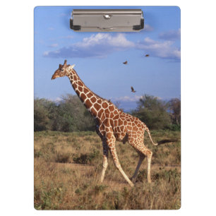 Pranchetas Girafa Reticulated