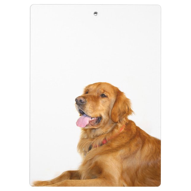 Pranchetas Golden retriever (Verso)