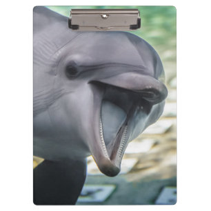 Pranchetas Golfinho das imagens   de Getty