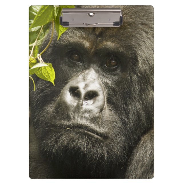 Pranchetas Gorila-da-montanha, Gorilla beringei beringei, (Frente)