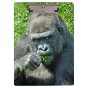 PRANCHETAS GORILLAS
