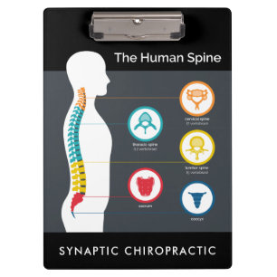 Pranchetas Gráfico de Anatomia Humana Chiropracinha