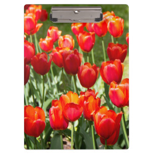 Pranchetas Grande campo de tulipas vermelhas