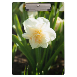 Pranchetas Grandes narcisos brancos em um dia de primavera  