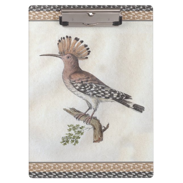 Pranchetas Gravura do Hoopoe do vintage (Frente)