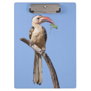 Pranchetas Hornbill