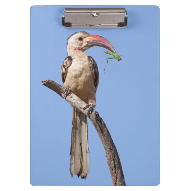 Pranchetas Hornbill (Frente)