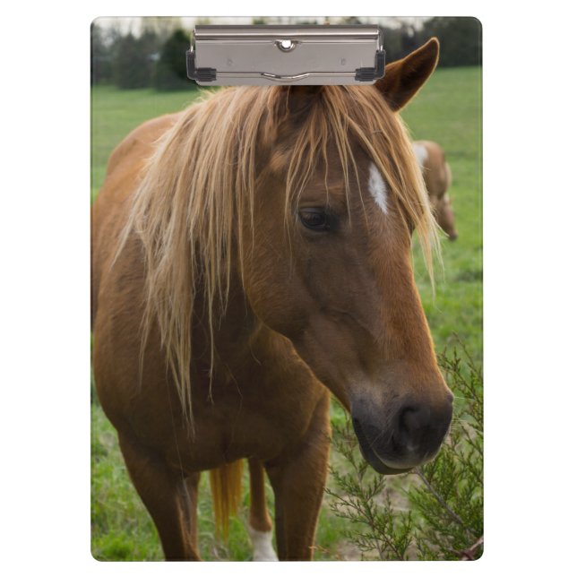 Pranchetas Horse Hello (Frente)