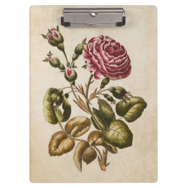 Pranchetas Ilustração de Rosa de Placa Botânica Vintage (Frente)