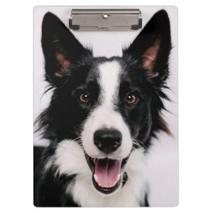 Pranchetas Imagens de Getty A border collie de sorriso