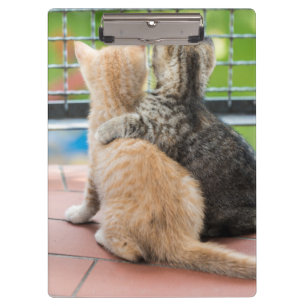 Pranchetas Imagens de Getty dois gatinhos em um balcão