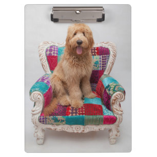 Pranchetas Imagens de Getty Goldendoodle bonito