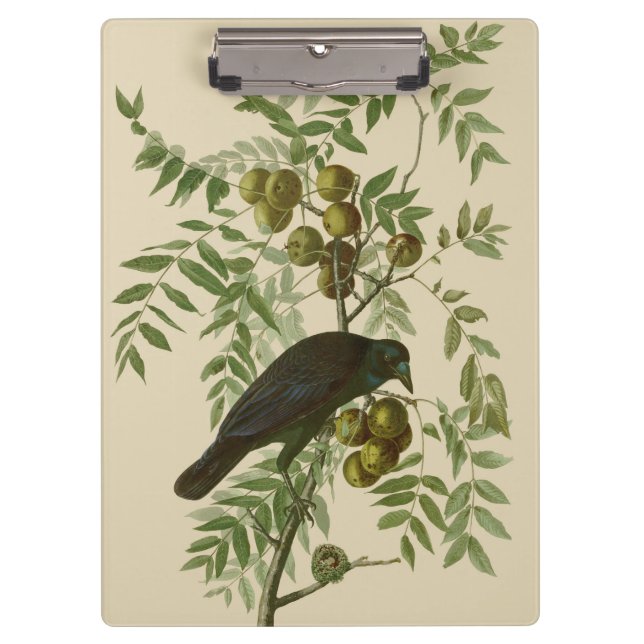 Pranchetas Impressão de pássaro rouxinol-púrpura de Audubon V (Frente)