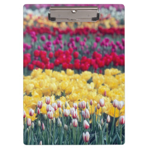 Pranchetas jardim de tulipas em exposição no vale de Skagit,