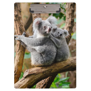 Pranchetas Koala com bebê em árvore na Austrália
