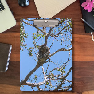 Pranchetas Koala Nap