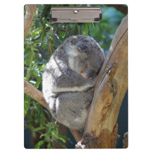 Pranchetas Koala sonolento