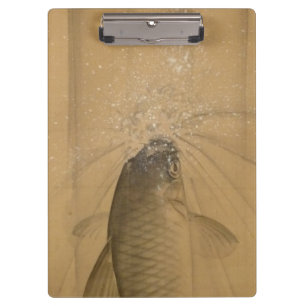 Pranchetas Koi Carp (Onishi Chinnen)