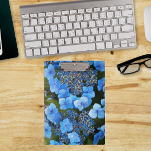 Pranchetas Lacecap Hydrangea Floral