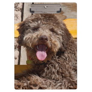 Pranchetas Lagotto Romagnolo Deitado Em Uma Bancada De Madeir