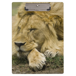 Pranchetas Leão-africano, Panthera leo, deitado dormindo