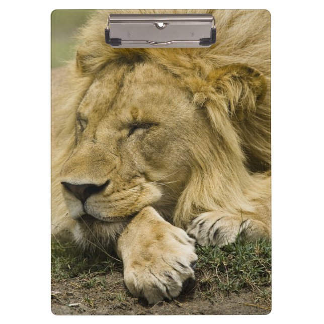 Pranchetas Leão-africano, Panthera leo, deitado dormindo (Frente)