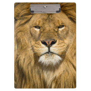 Pranchetas Leão da Barbária Africano, Panthera leo leo, um do