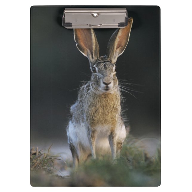 Pranchetas Lebre-de-cauda-preta, Lepus californicus, 2 (Frente)