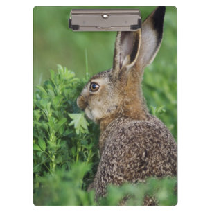 Pranchetas Lebre-marrom, Lepus europaeus, jovem comendo,