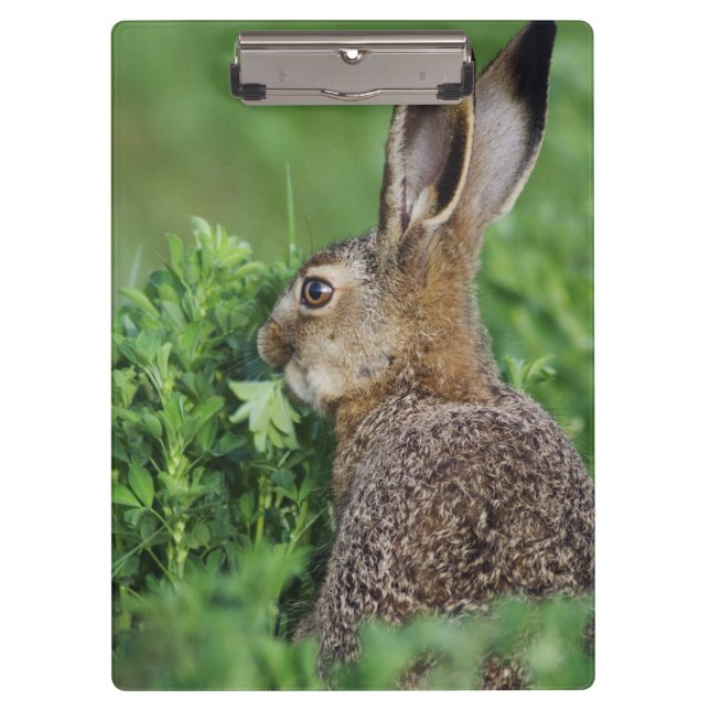 Pranchetas Lebre-marrom, Lepus europaeus, jovem comendo, (Frente)