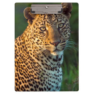 Pranchetas Leopardo Macho (Panthera Pardus) Filhote Adulto