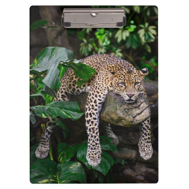 Pranchetas Leopardo preguiçoso (Frente)