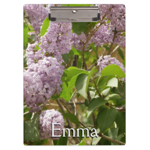 Pranchetas Lilac Bush Lindas Flores de primavera Roxas